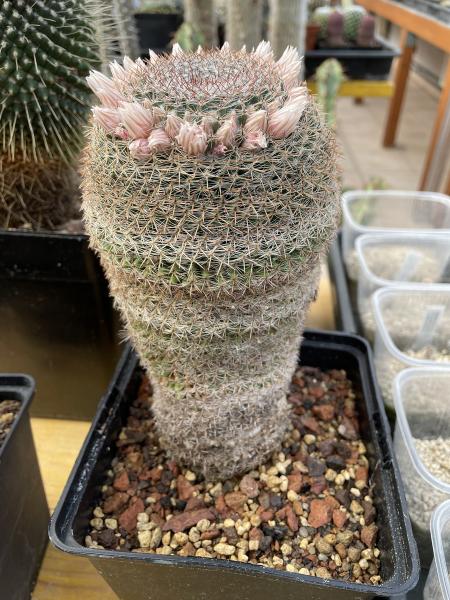 Mammillaria 17cm